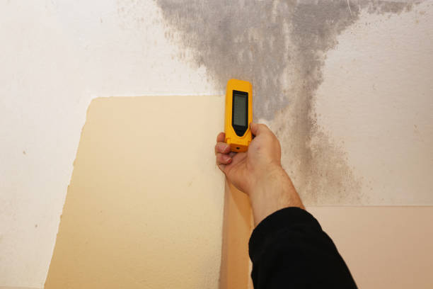 Best Emergency Mold Remediation  in Keokuk, IA