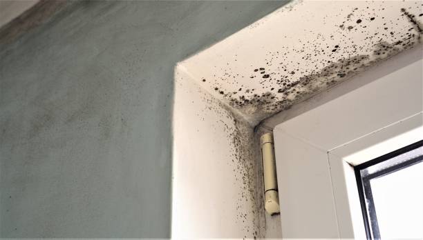 Best Environmental Consulting for Mold Prevention  in Keokuk, IA