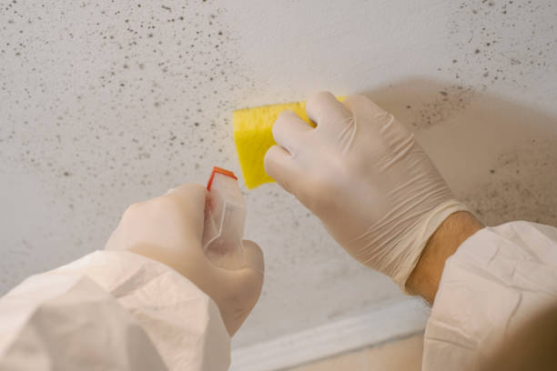 Best Mold Removal for HVAC Installations  in Keokuk, IA