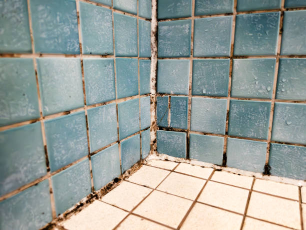 Best Comprehensive Air Testing for Mold Contaminants  in Keokuk, IA