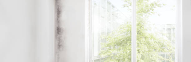 Best Water Damage & Mold Remediation  in Keokuk, IA