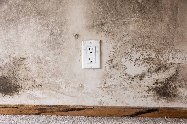 Best Asbestos and Lead Testing During Mold Inspection  in Keokuk, IA