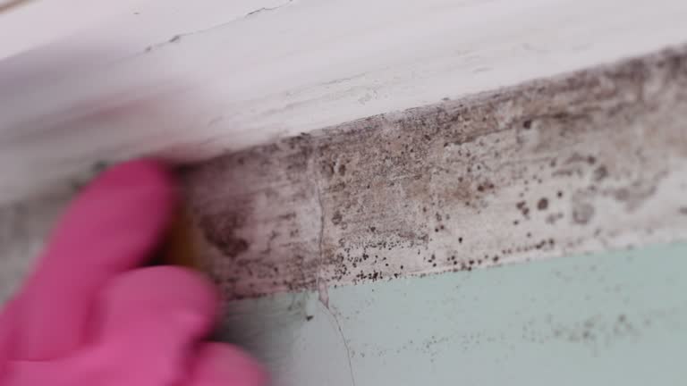 Mold Documentation for Insurance Claims in Keokuk, IA